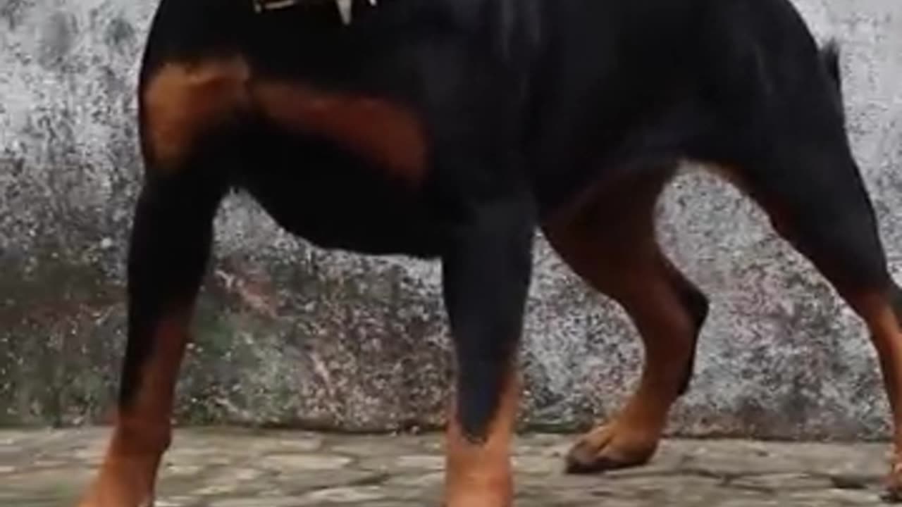 Angry rottweiler