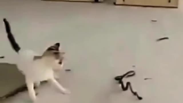 cat and snake fight