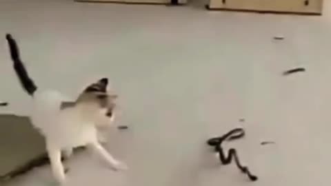 cat and snake fight