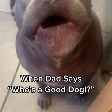 Beautiful clips dogs