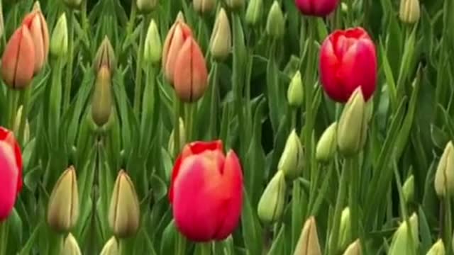 เทศกาลดอกทิวลิปของตุรกี2022🌷🌷