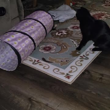 Hank and Little Bit playing