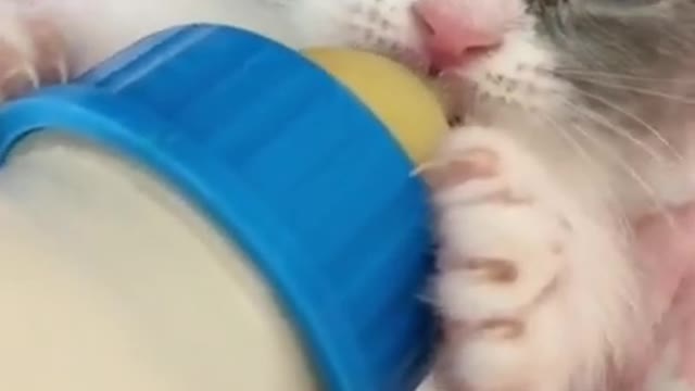 My Cute Baby Mio Cat is Feeding The Milk | Baby Cute Cats Videos