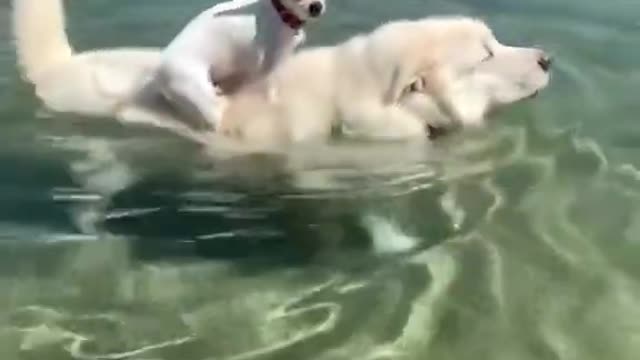 Funniest Animals - Best Of The 2021 Funny Animal Videos