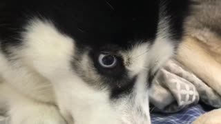 Crazy husky Sam