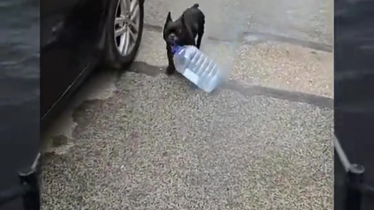 Funny dog video 🤣🤣