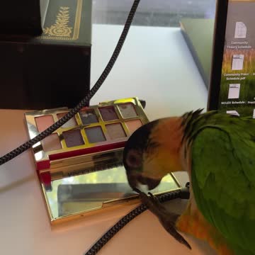 Parrot tries to keep a beat but fails