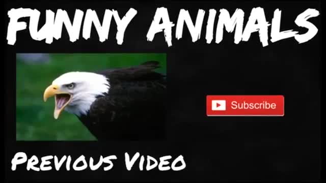 Funny moments by animal