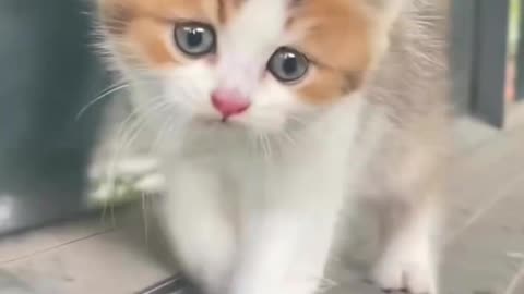 Cute Cat Meow Sound 😍