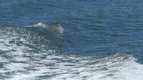 dolphins swimming