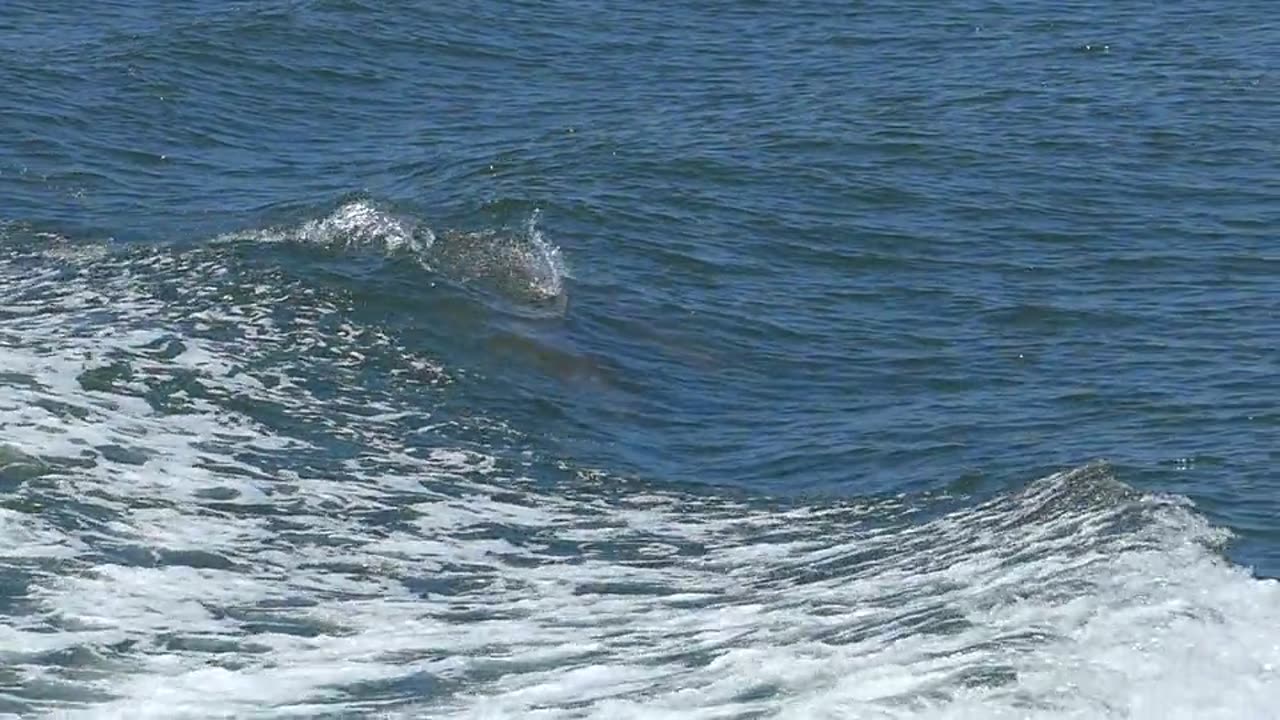 dolphins swimming