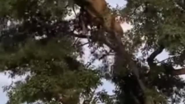 Wow cheetah and lion falling from a tree 😮😱