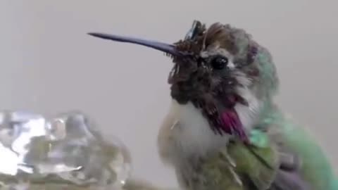 birdwatching