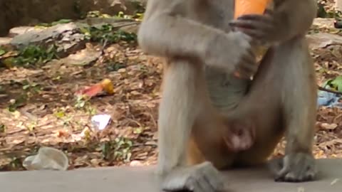 Monkey Eating Icecream