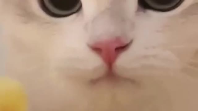 Gatinho silencioso