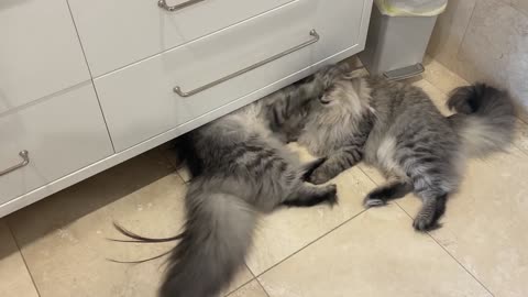 Siberian cats wrestling