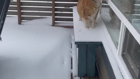 Floof in the fluffy snow