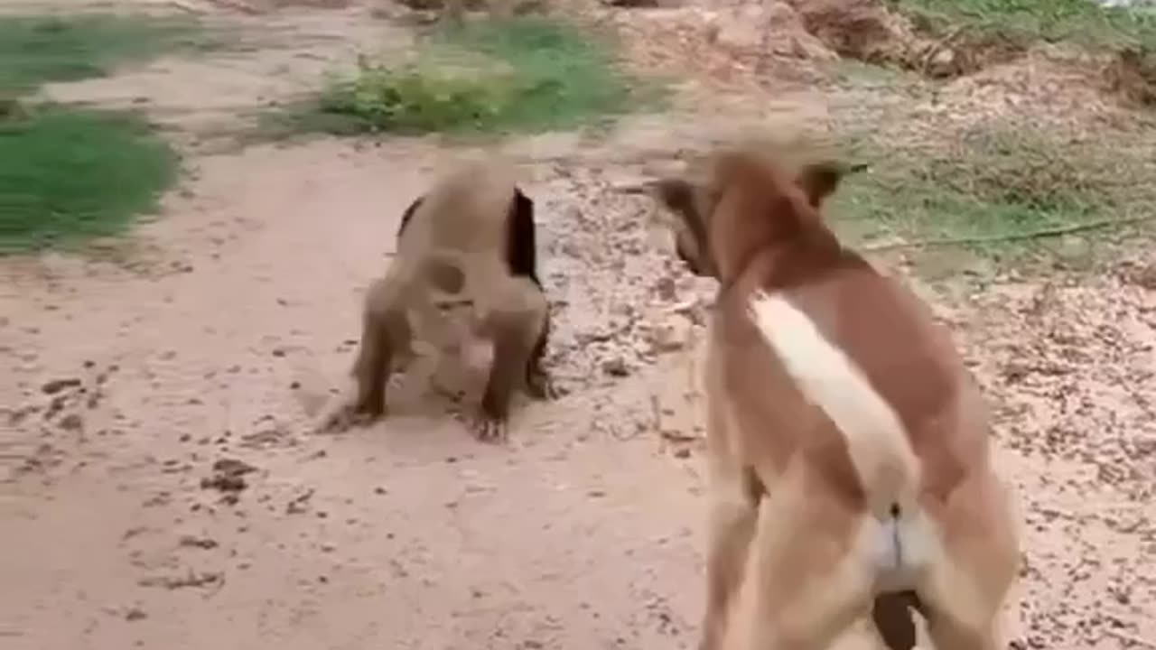 Dog and monkey funny fight