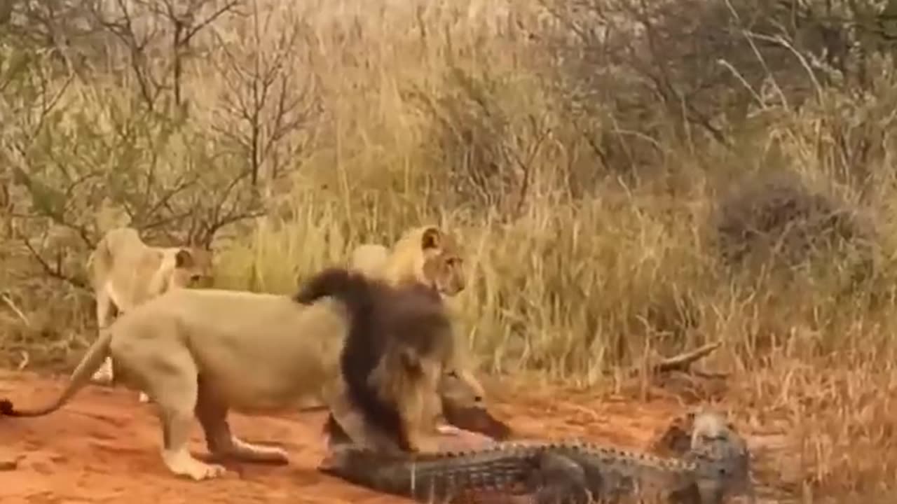 Many lions catch crocodiles