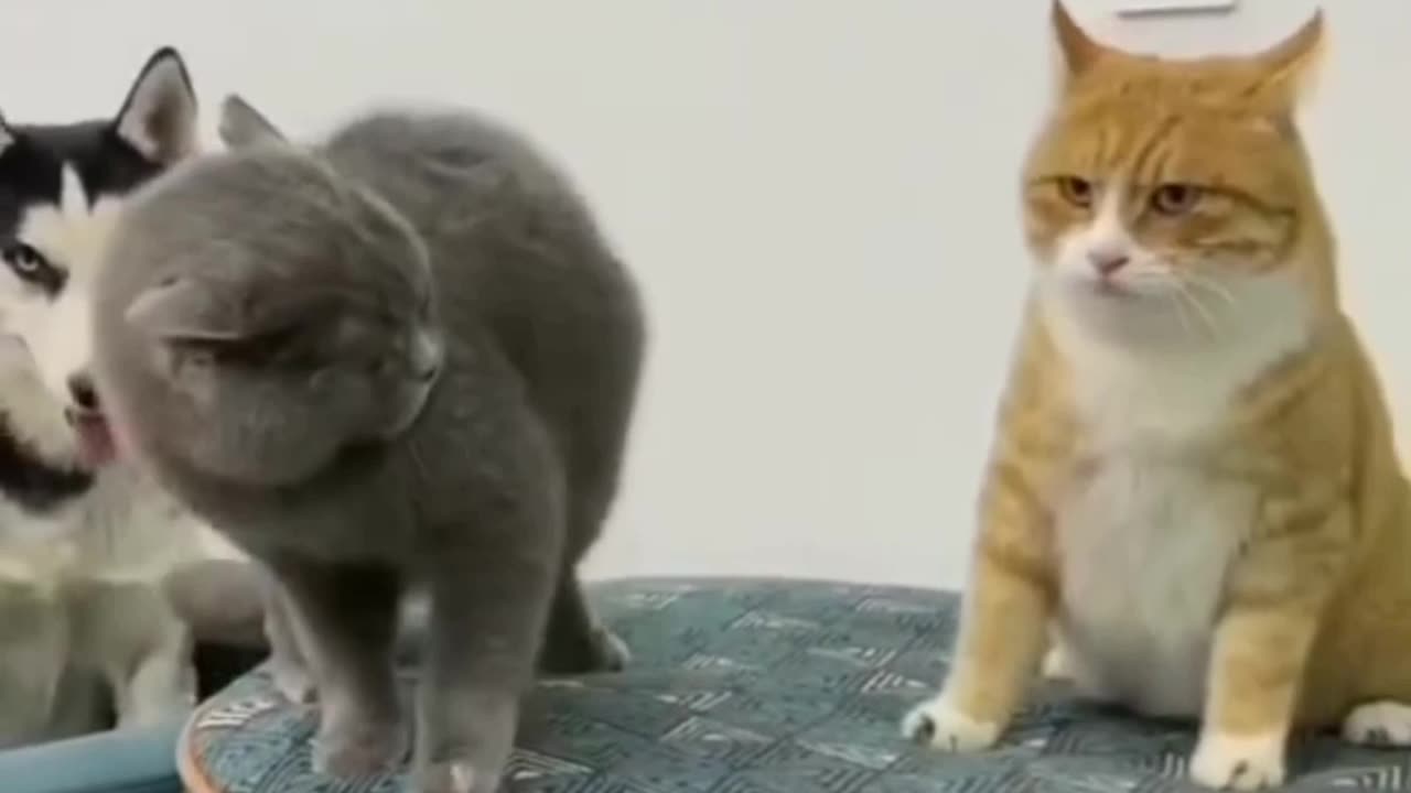 Cat Fight Compilation Video