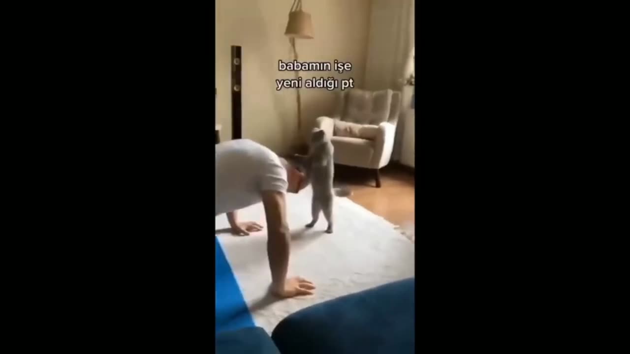 Funny Cat video