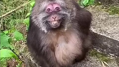 Such a Nice Smile 😁#monkey