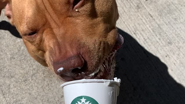 Pitty loves pupa chino