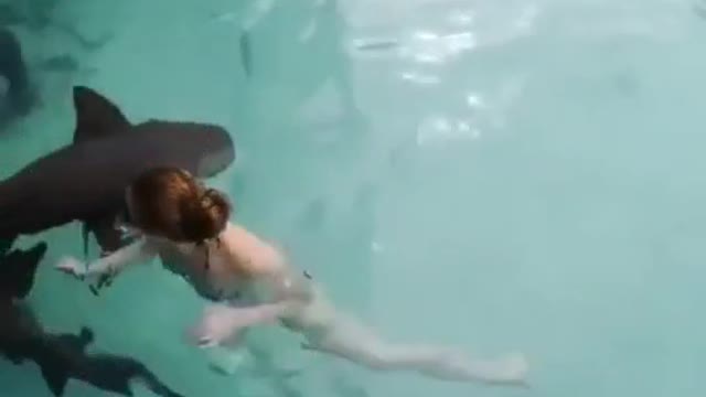 Lovely little shark