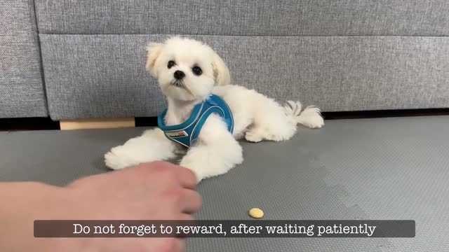 IMPORTANT THING TO TEACH YOUR NEW PUPPY