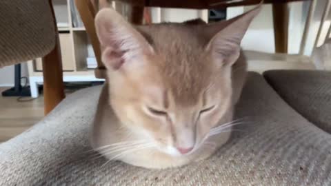 Cat loaf bumps its head and goes back to sleep