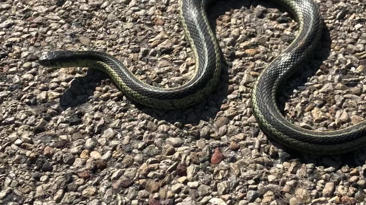 Snake on road in Wisconsin