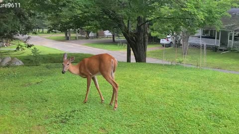 Deer doesn't like me following her