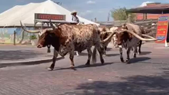 Fort Worth Texas Stockyards