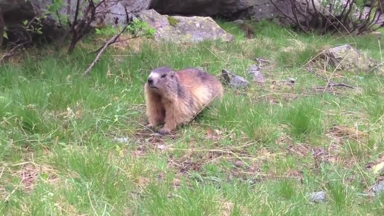 Awesome tamed marmot!