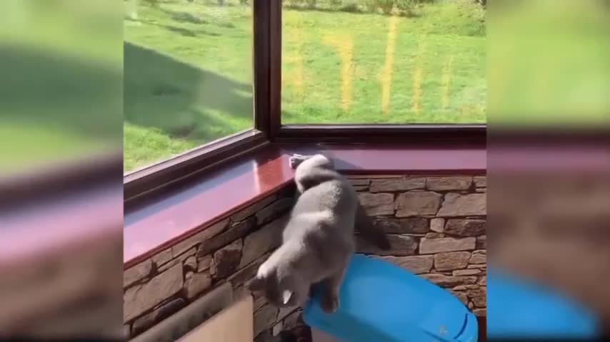 Cat slip from the corner 🤣😂 😺😺 masti. || Animals funny videos ||😁😁🔥🔥🤣🤣😂😂