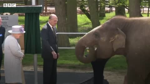 Queen Elizabeth II and her lifelong love of animals