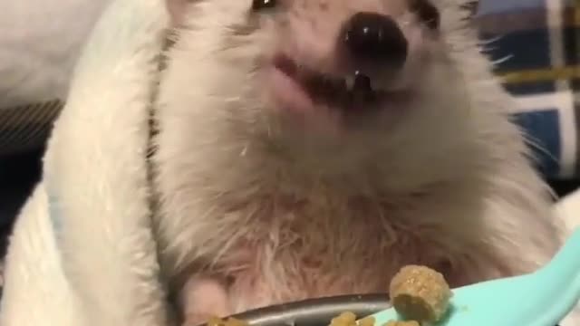 Animal funny short video #18