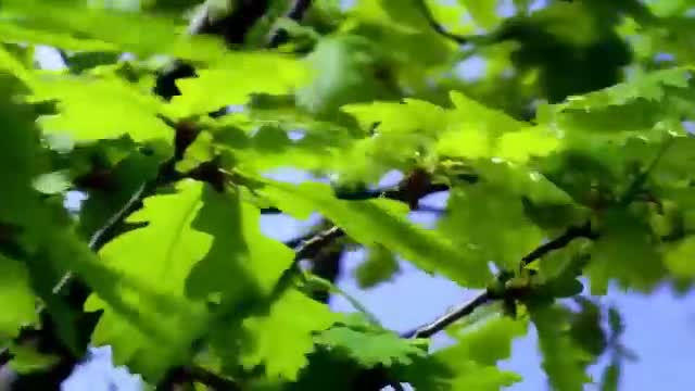 3 Minutes That Will Change Your Life, Beautiful Nature, Relaxing, Inspiring Video