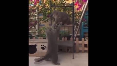 Funny Cat Fight! MUST WATCH! TRY NOT TO LAUGH!