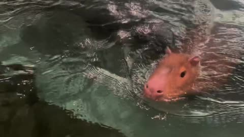 Capybara doing training