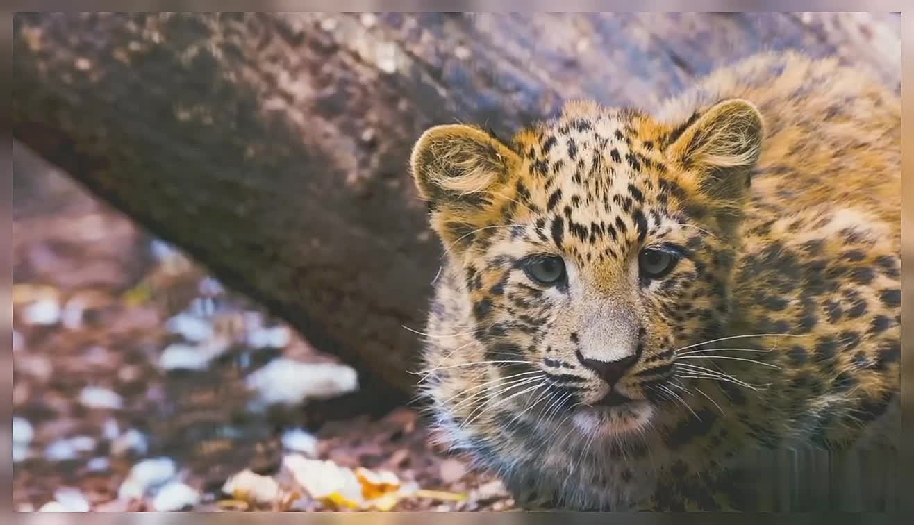 Leopard Cub Baby Leopard Wildlife Wild Animals Nature Leopard Baby Leopard