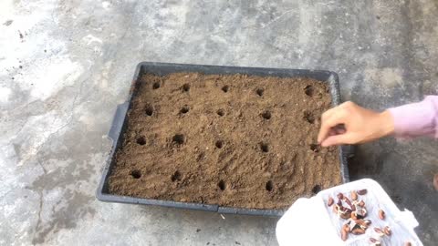 The germinated seeds move to the pot