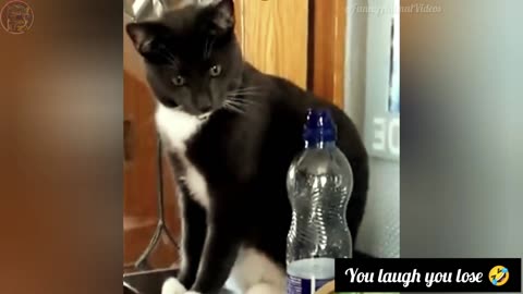 LAUGH OUT LOUD at the CUTEST Cats and Dogs of 2024!