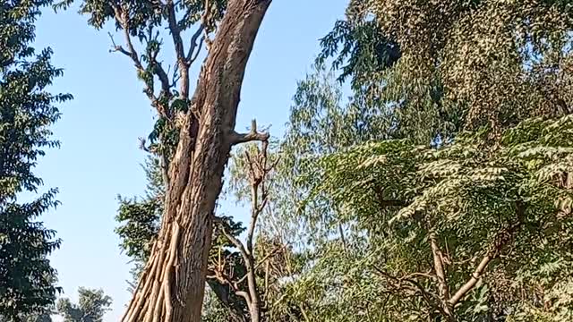 Old Tree In Nepal