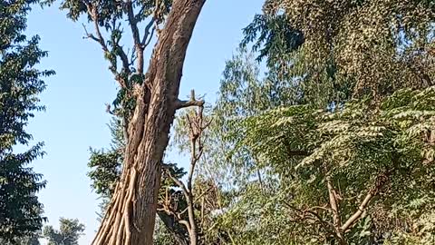 Old Tree In Nepal