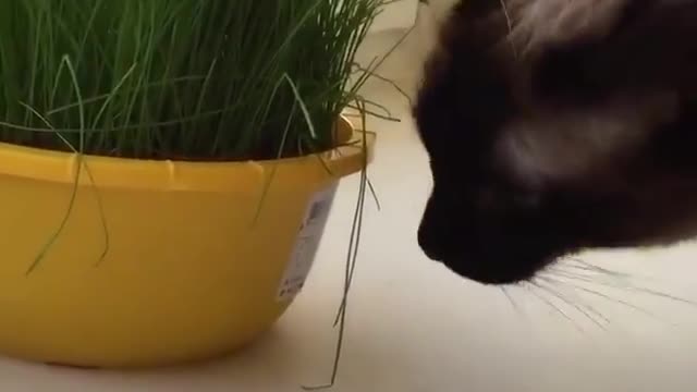 Don't eat my grass!! 😾😹