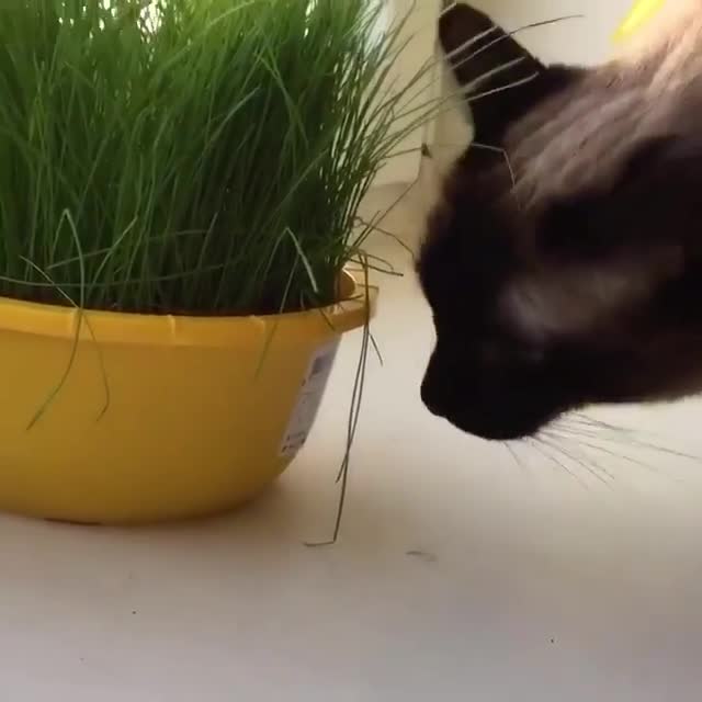 Don't eat my grass!! 😾😹