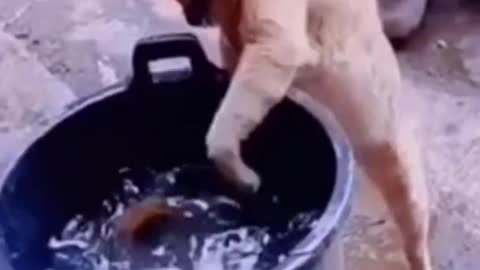 Funny cat video