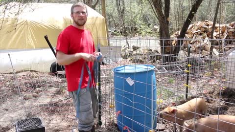 Automatic Pig waterer
