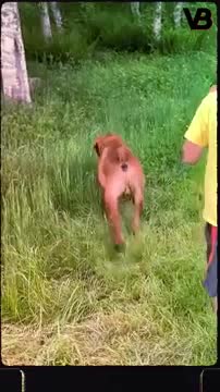 Most Tough Looking Dogs❤️😱